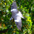 Přelet