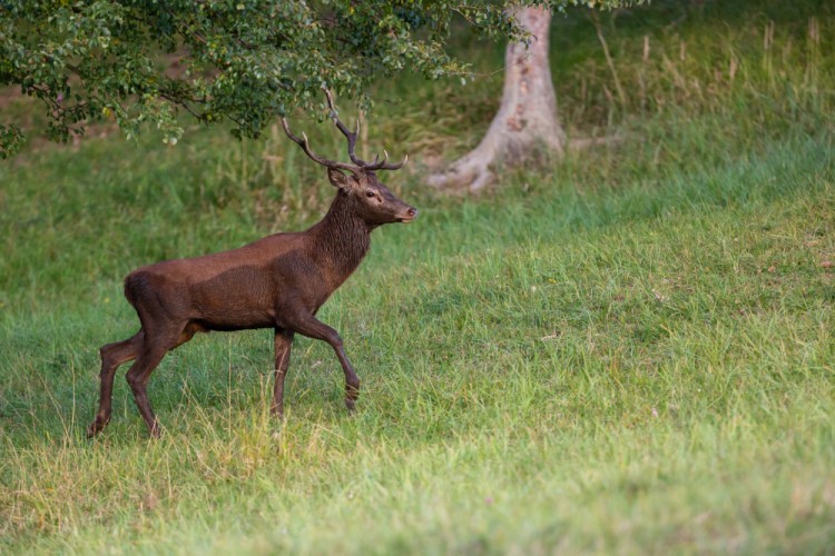 Jeleň lesný (Cervus elaphus)