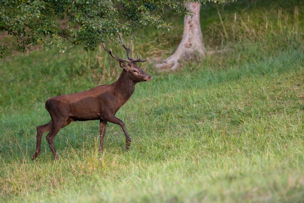 Jeleň lesný (Cervus elaphus)