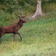 Jeleň lesný (Cervus elaphus)