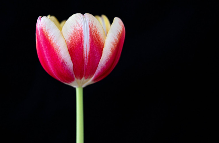 Tulipán
