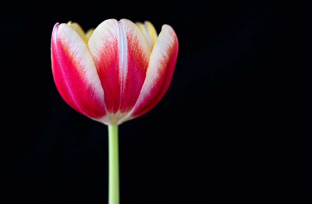 Tulipán