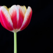 Tulipán