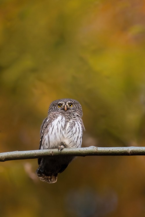 Kuvičok vrabčí (Glaucidium passerinum)