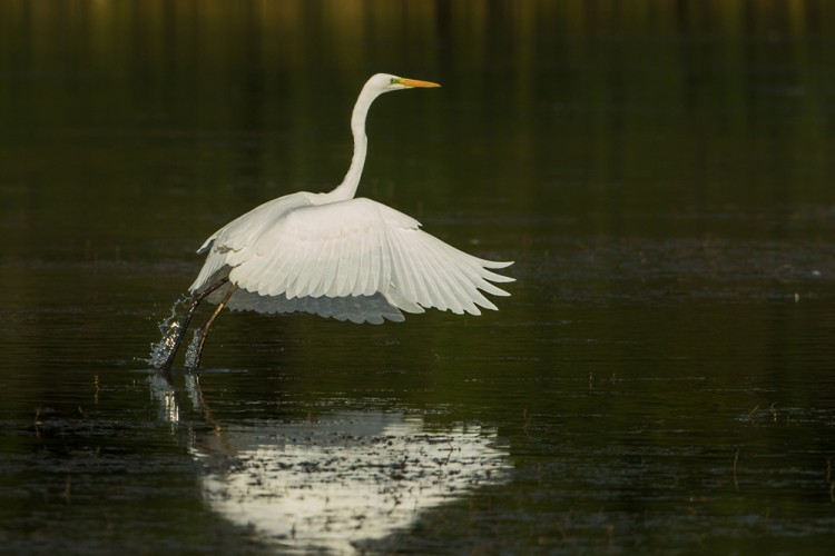 Volavka bílá (Ardea alba)