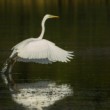 Volavka bílá (Ardea alba)
