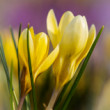 Crocusy