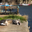 Siesta