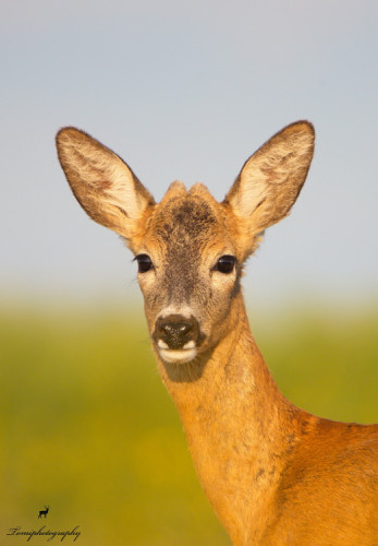 Srnec lesný (Capreolus capreolus)