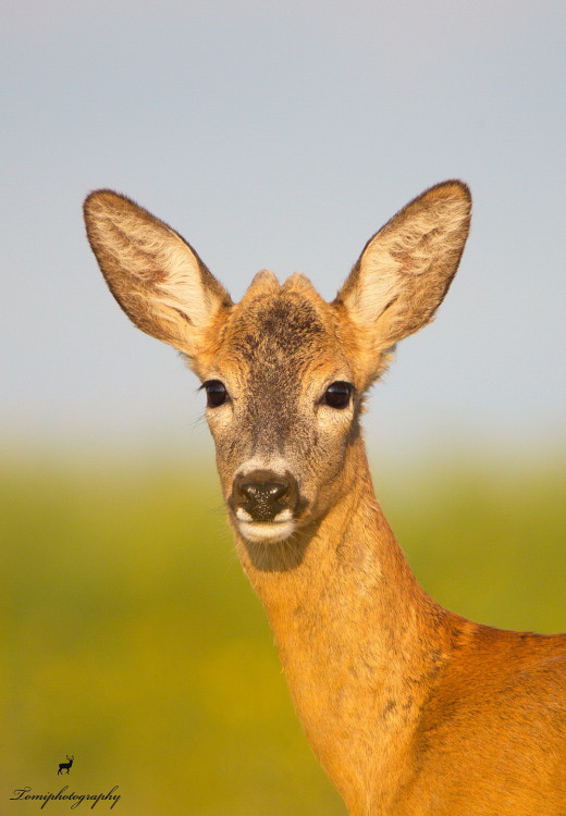 Srnec lesný (Capreolus capreolus)