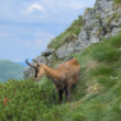 Kamzík nad Zelným plesom I