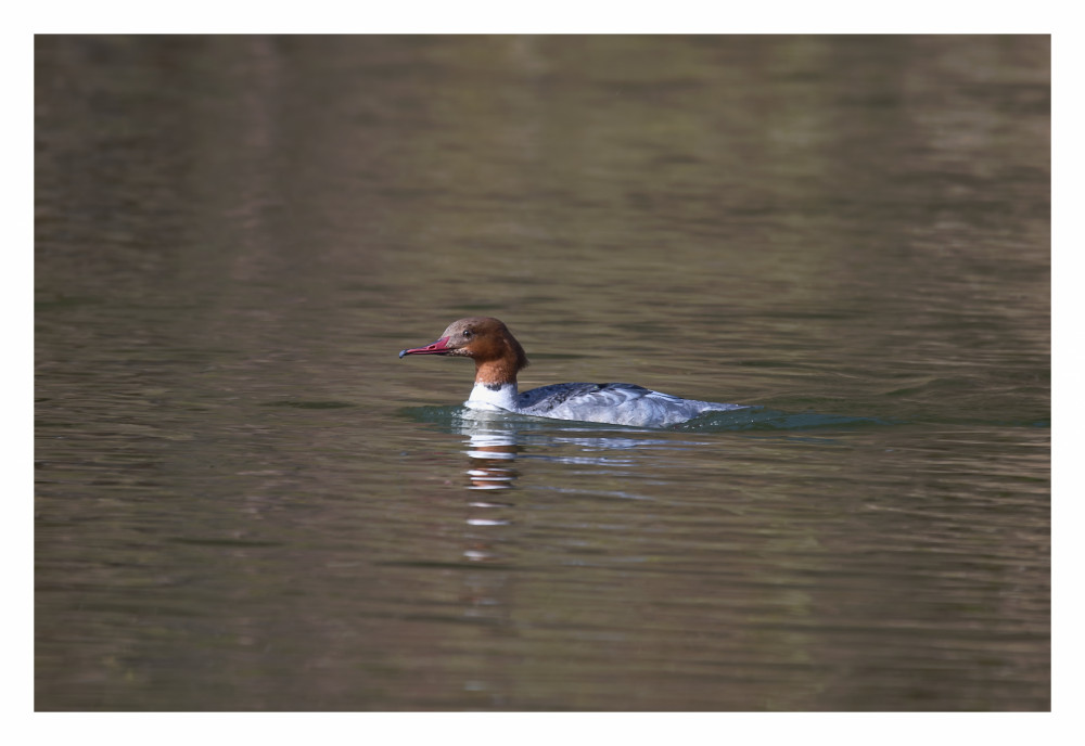 Potápač veľký (Mergus merganser)