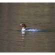 Potápač veľký (Mergus merganser)