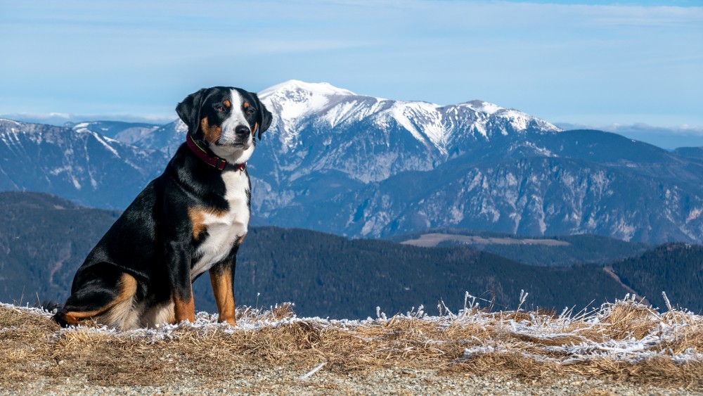 Bella - Königin des Stuhleck