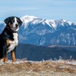 Bella - Königin des Stuhleck