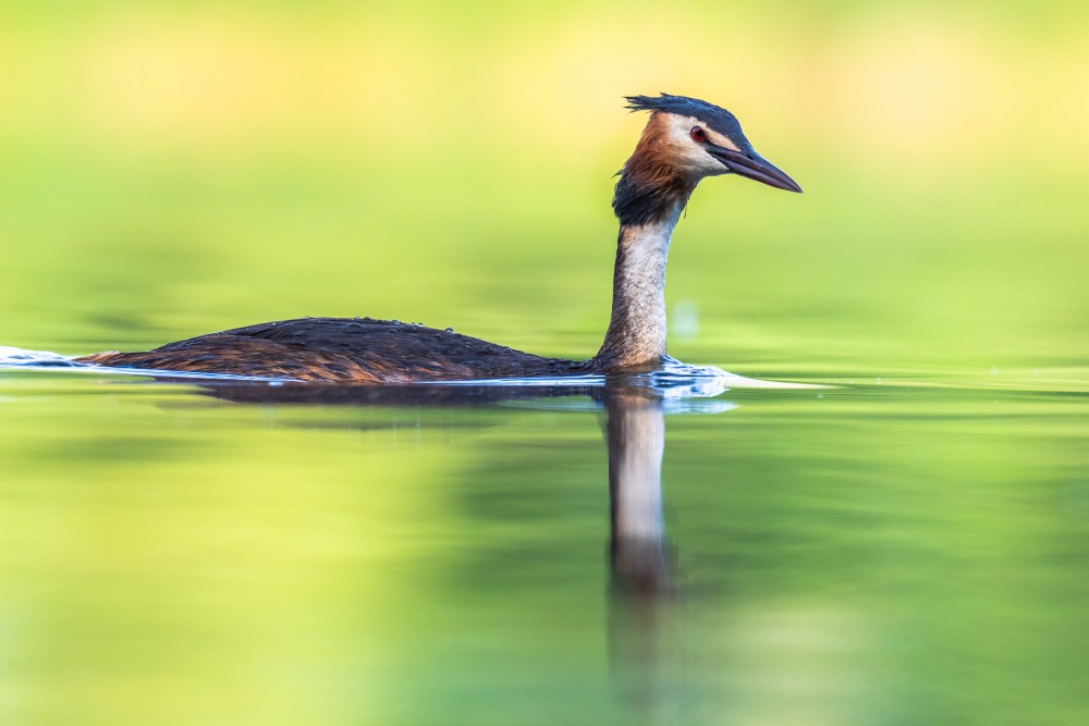 Potápka chochlatá, The great crested grebe (Podiceps cristatus)