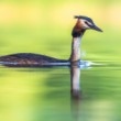Potápka chochlatá, The great crested grebe (Podiceps cristatus)
