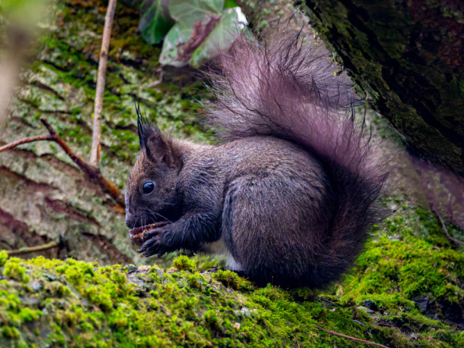 Veverička obyčajná