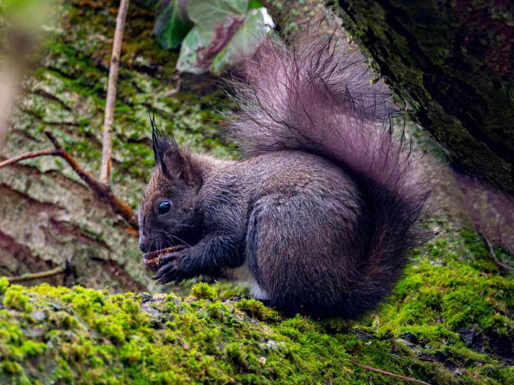 Veverička obyčajná