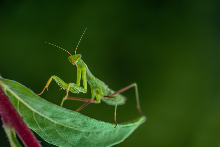 Modlivka zelená (Mantis religiosa)