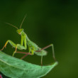 Modlivka zelená (Mantis religiosa)