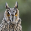 Asio otus