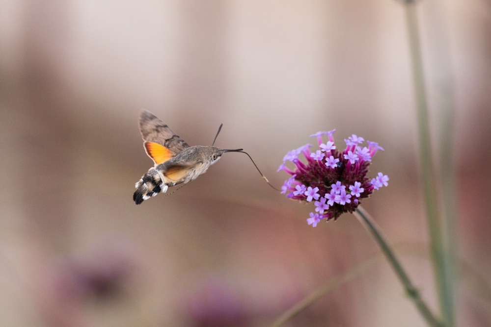 Lišaj marinkový/Macroglossum stellatarum