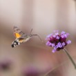 Lišaj marinkový/Macroglossum stellatarum