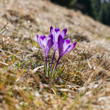 Trojičky