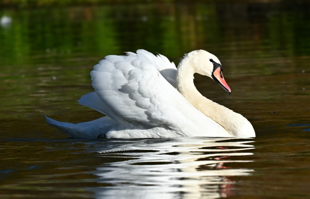 Labuť