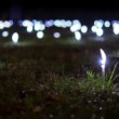 Biela noc
