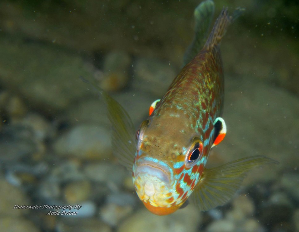 Lepomis gibbosus