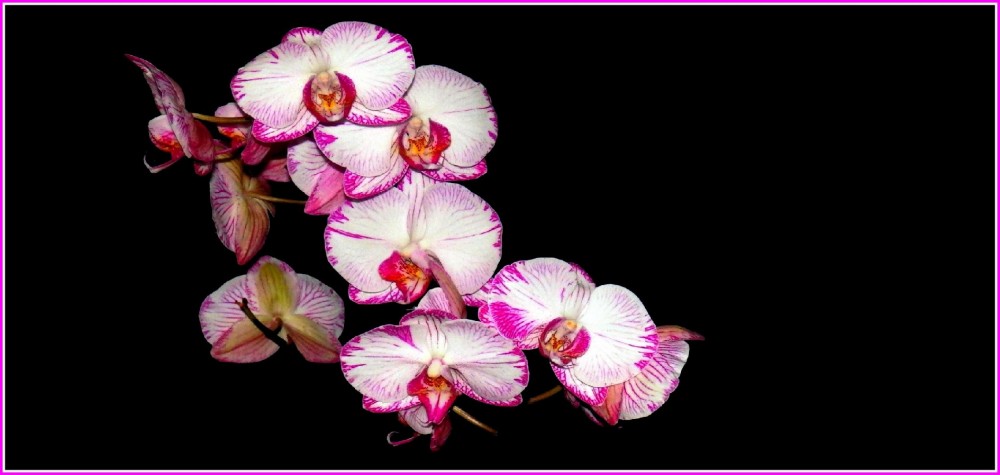 Orchidea 2