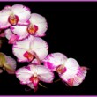 Orchidea 2