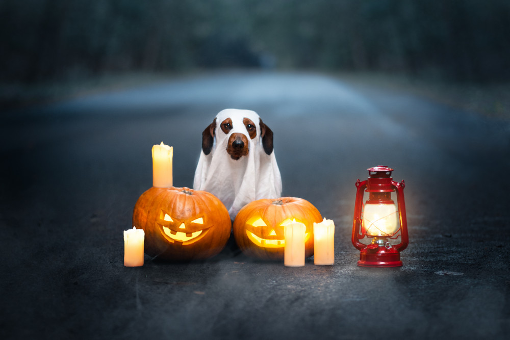 Halloween Hound