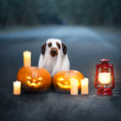 Halloween Hound