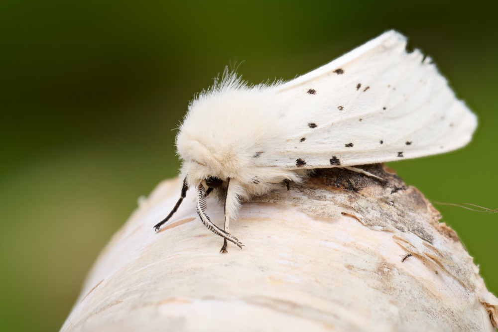 noc a deň/ Spilosoma lubricipeda