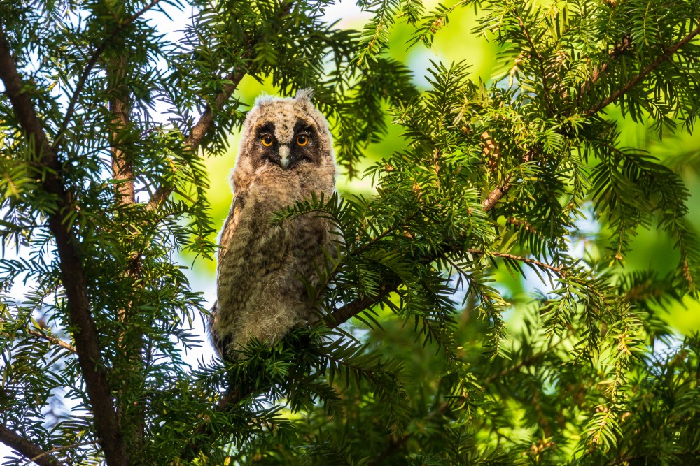 myšiarka ušatá (Asio otus)