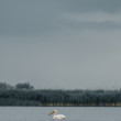 Minimalistický Peliká