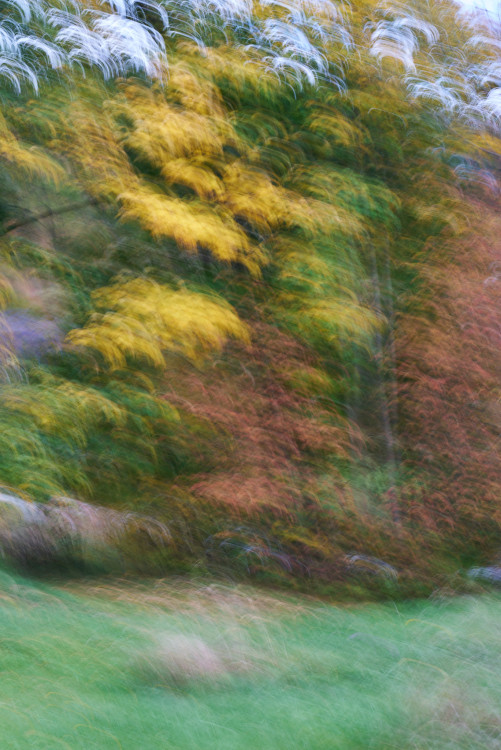 Intentional Camera Movement (ICM)