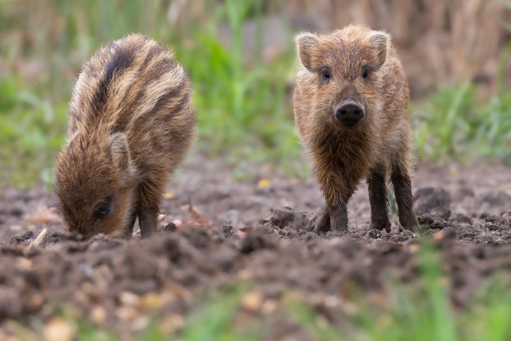 Diviak lesný, The wild boar (Sus scrofa)