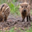 Diviak lesný, The wild boar (Sus scrofa)