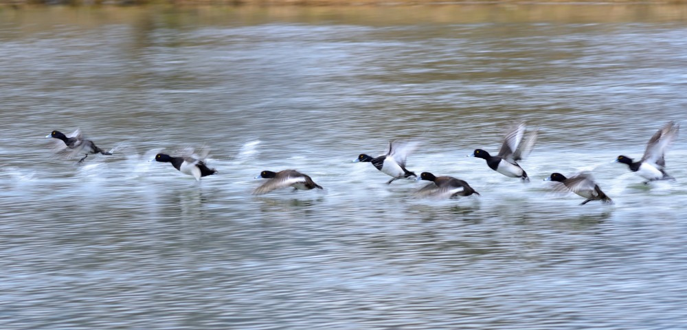 Chochlačka vrkočata