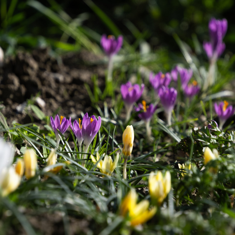 krokus