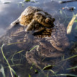 Grupak