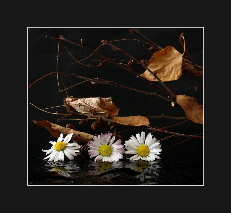 Malé krásky-sedmokrásky