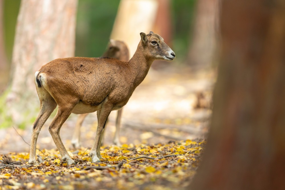 Muflón lesný, The mouflon (Ovis musimon)