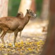 Muflón lesný, The mouflon (Ovis musimon)