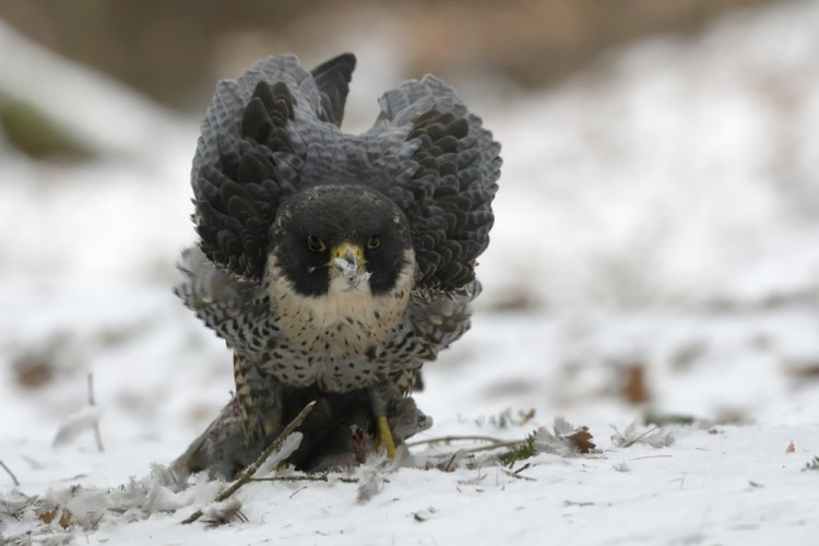 Falco peregrinus