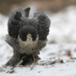 Falco peregrinus
